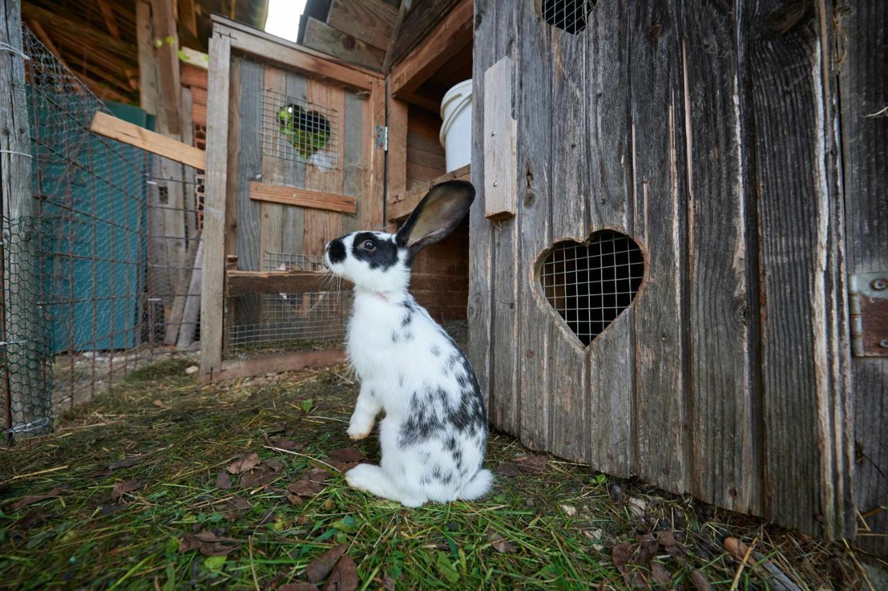 Tourist Farm Kolar Villa Ljubno Eksteriør billede